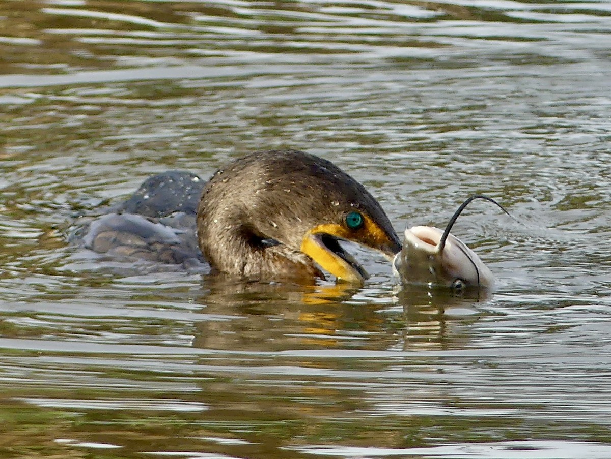 קורמורן אמריקני - ML644592360