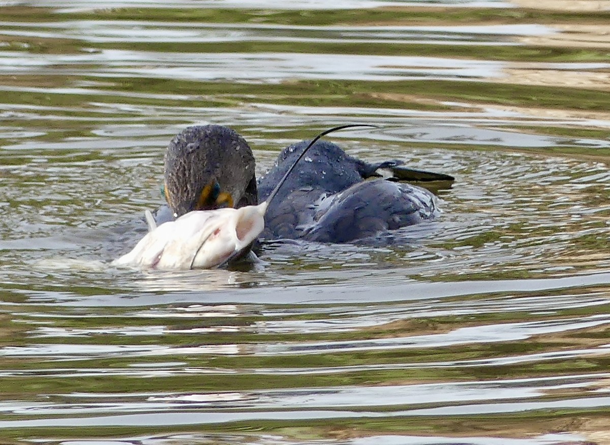 קורמורן אמריקני - ML644592361