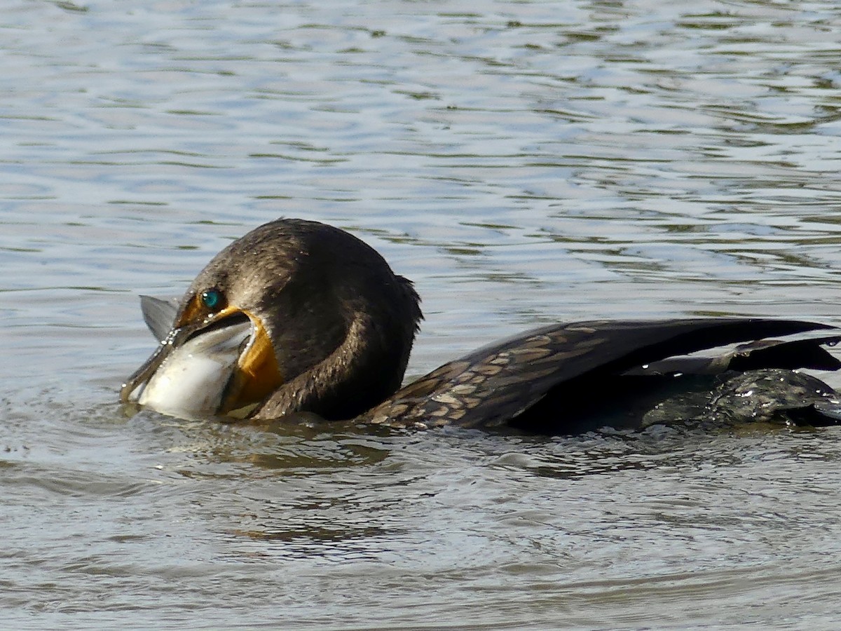 קורמורן אמריקני - ML644592362