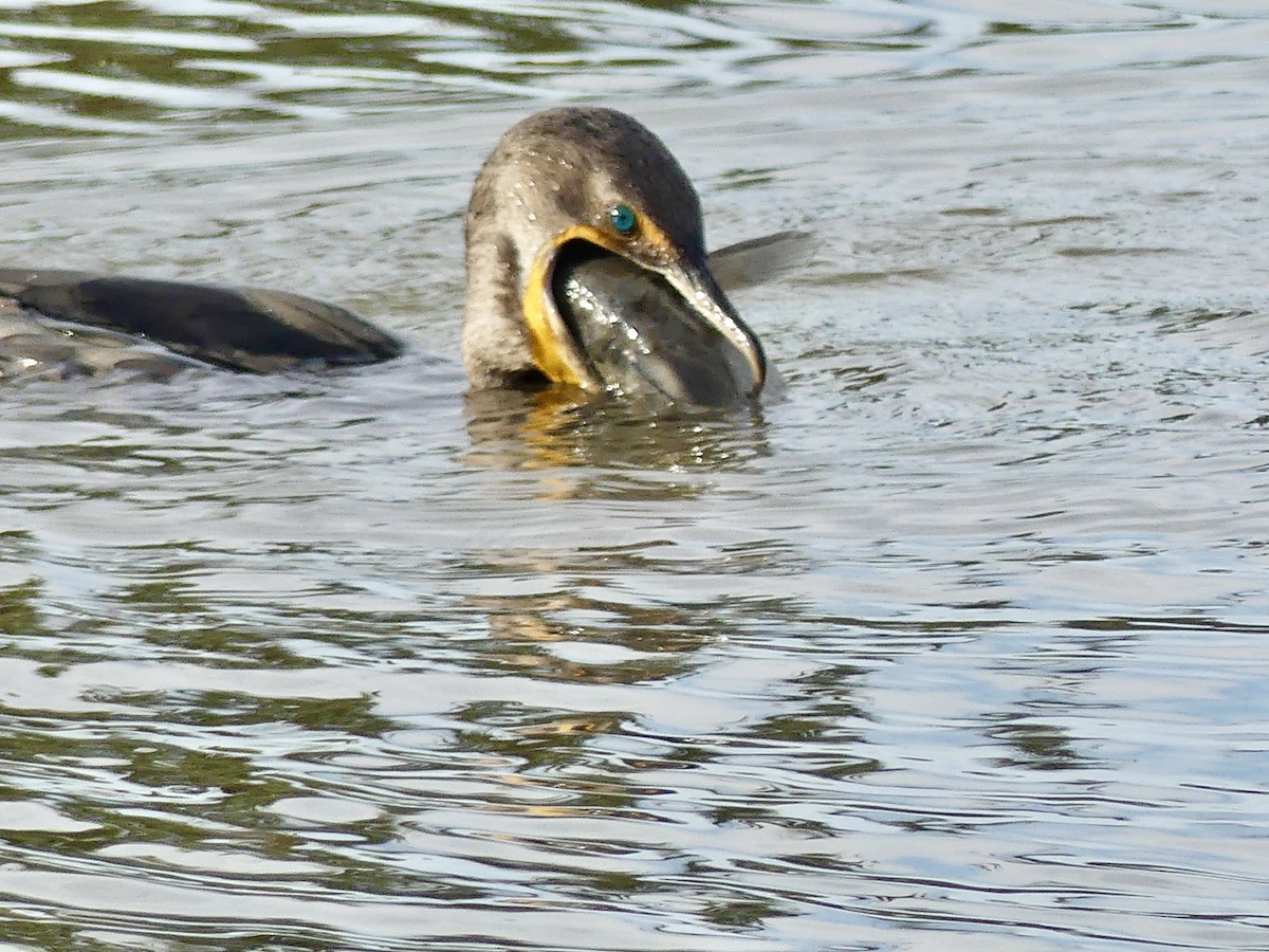 קורמורן אמריקני - ML644592363