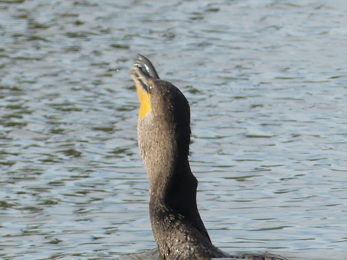 קורמורן אמריקני - ML644592364