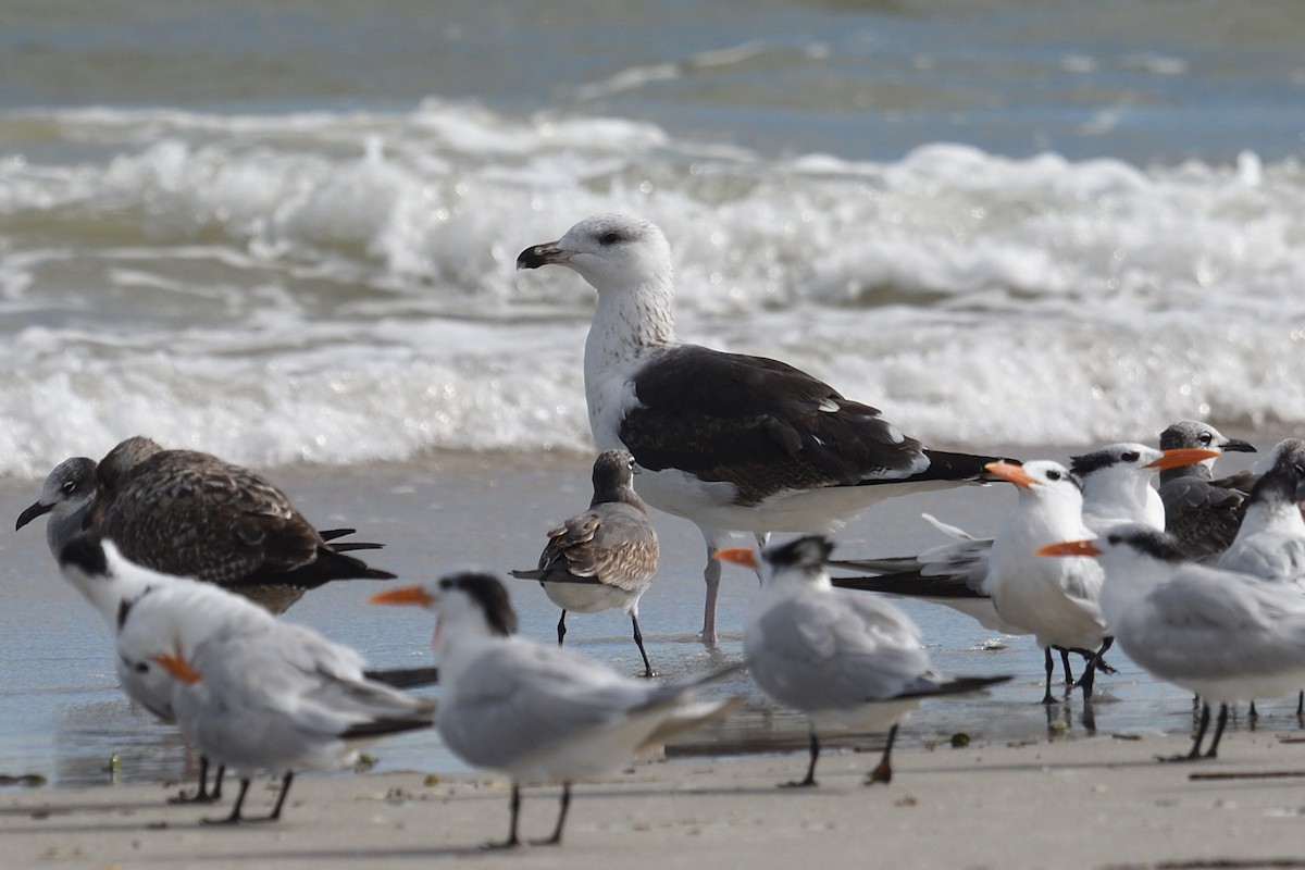 שחף ימי - ML644592365
