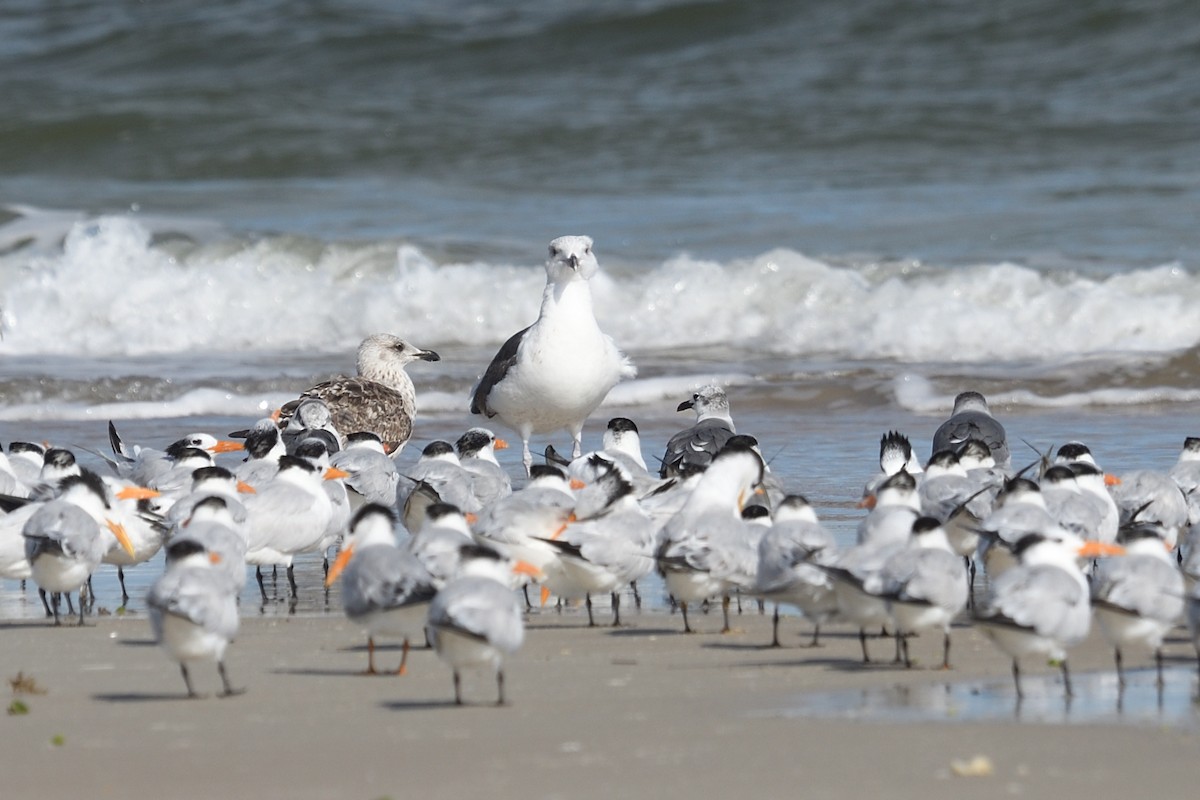 שחף ימי - ML644592366