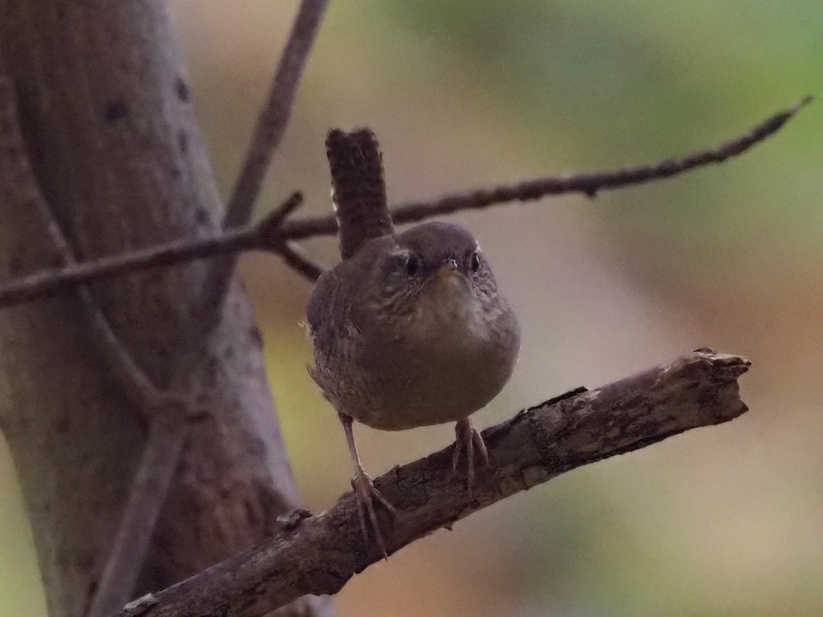 גדרון מובהק - ML644592368