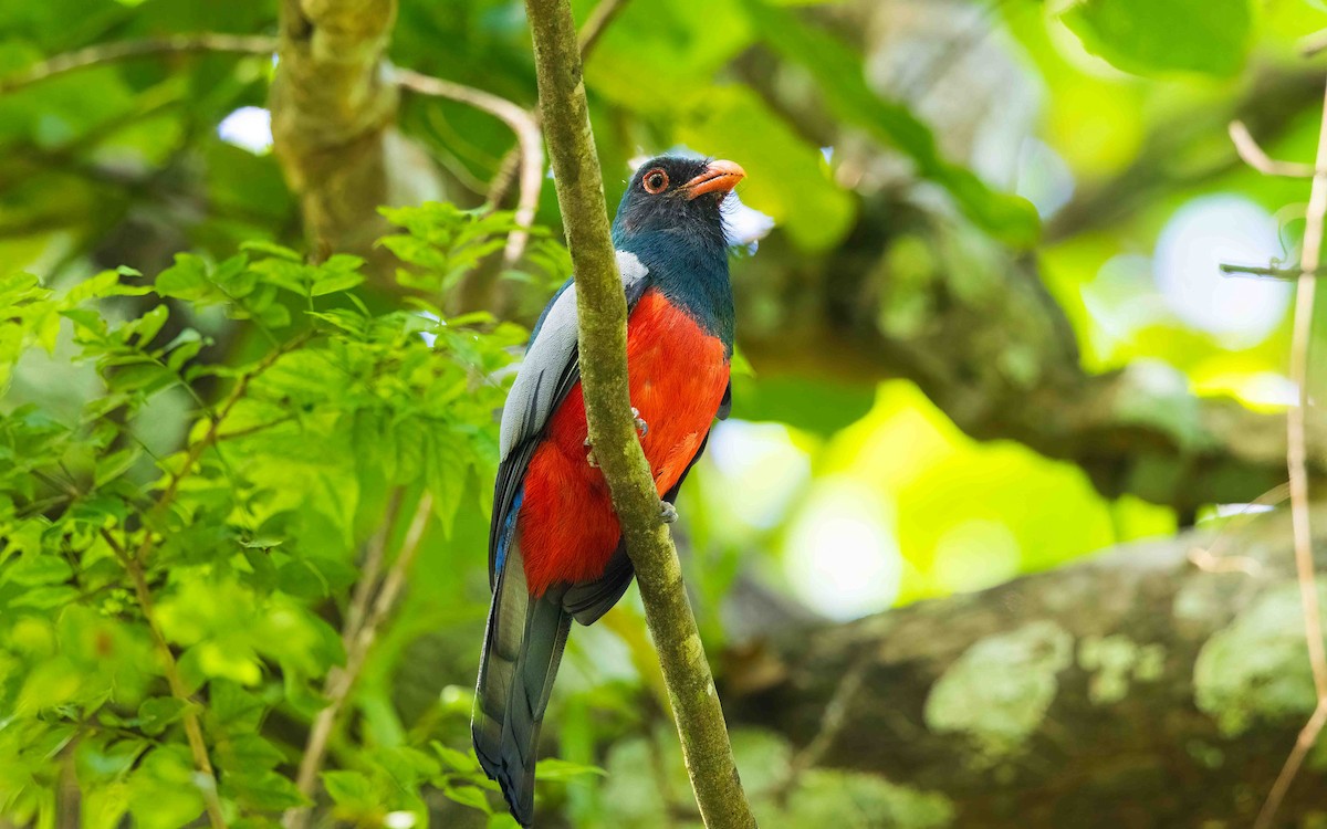Slaty-tailed Trogon - ML644592369