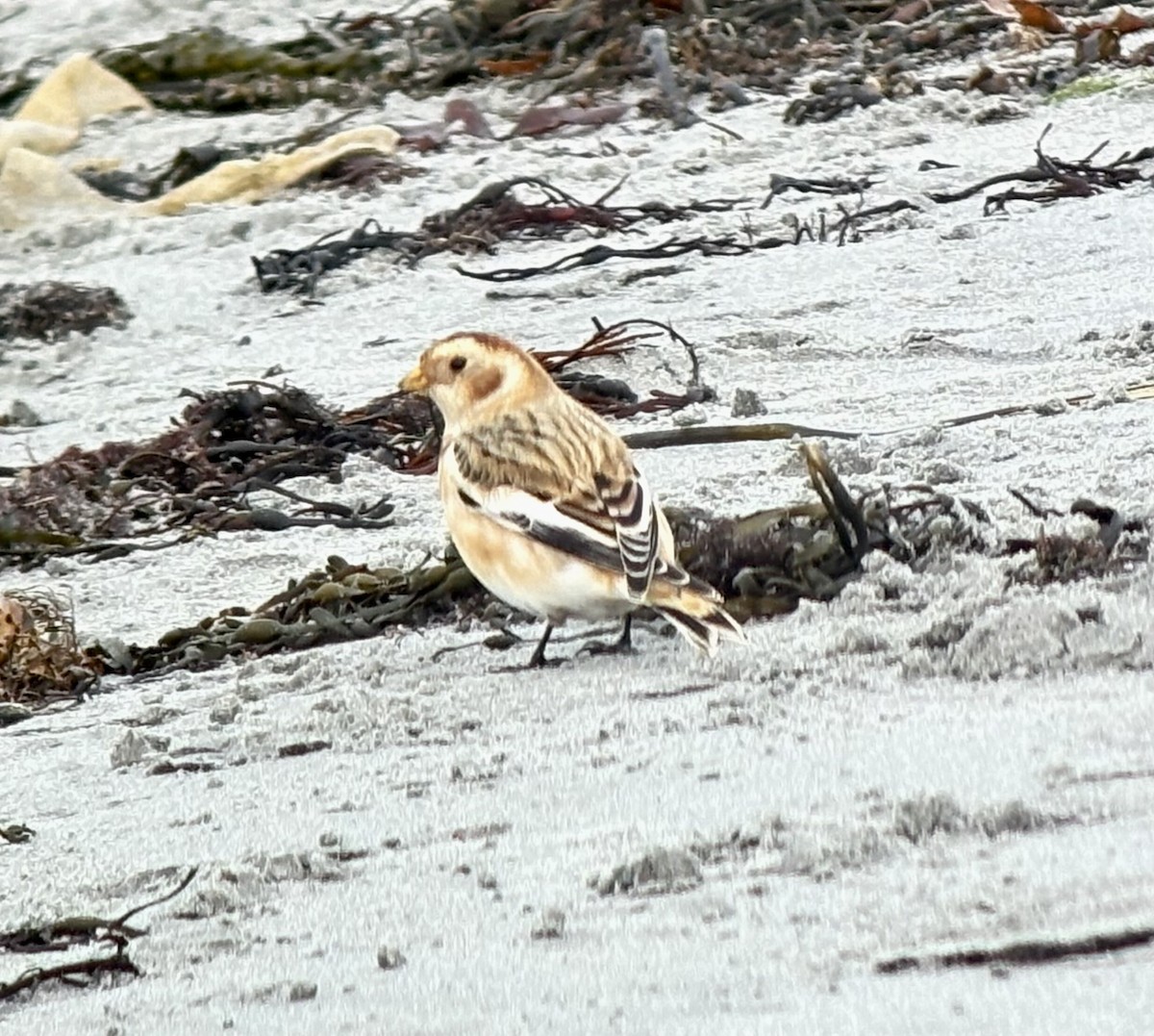 גיבתון שלג - ML644592370