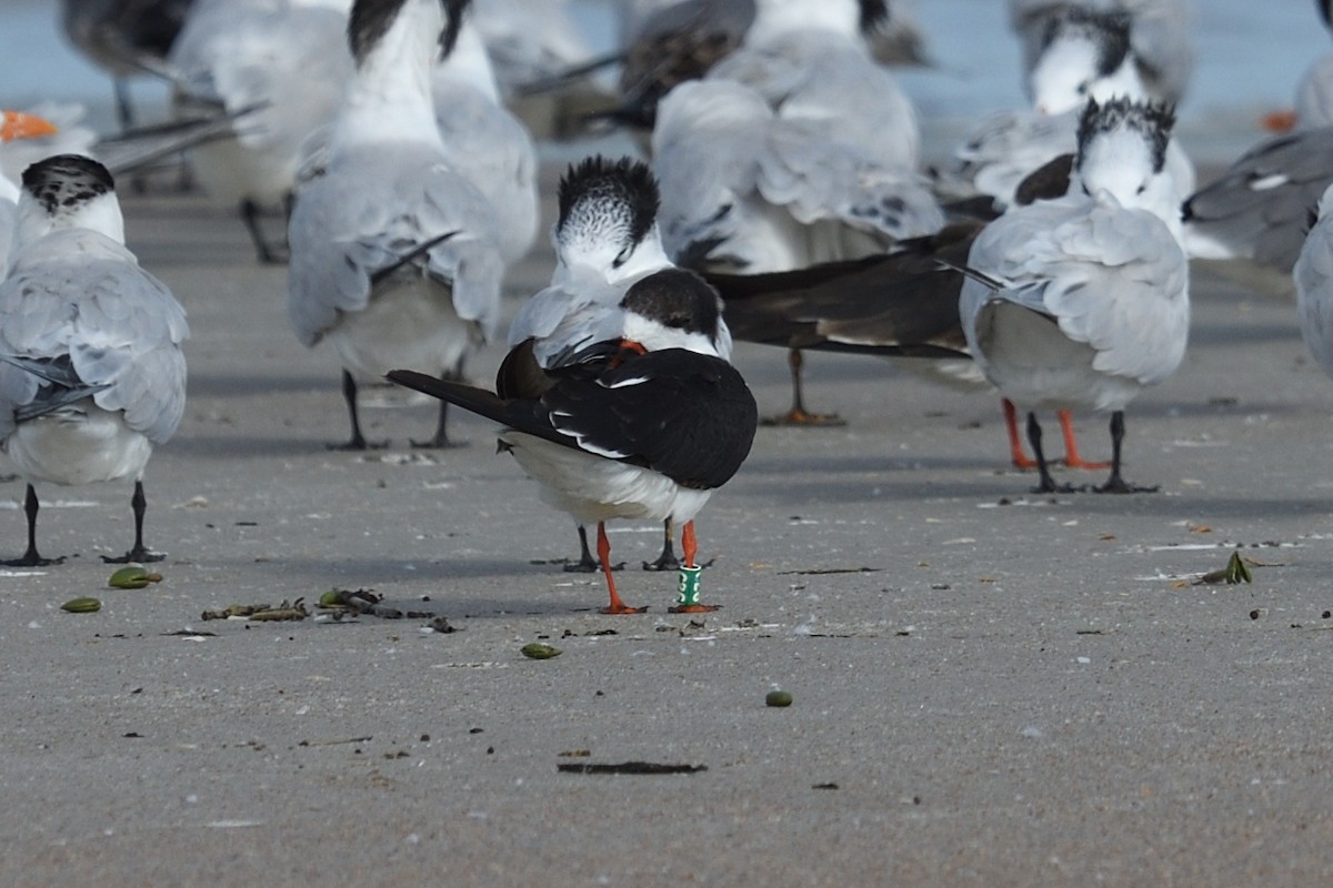 Black Skimmer - ML644592372