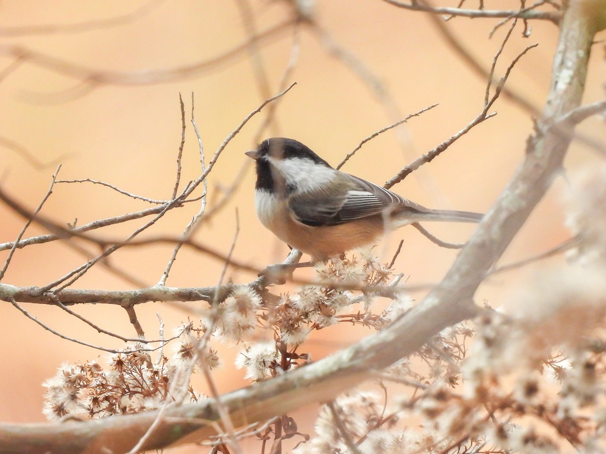 Black-capped Chickadee - ML644592373