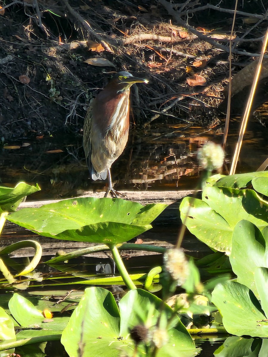 אנפית ירוקה - ML644592376