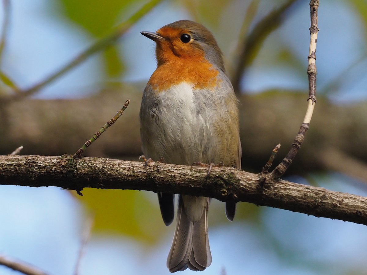 אדום חזה - ML644592378