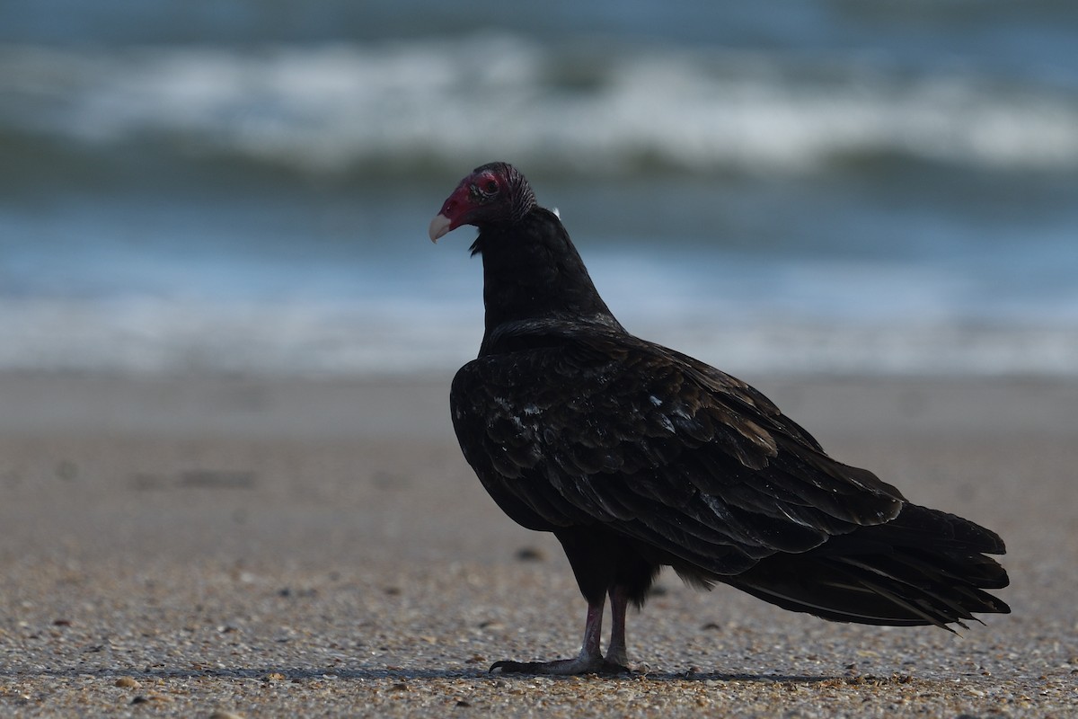 Turkey Vulture - ML644592380