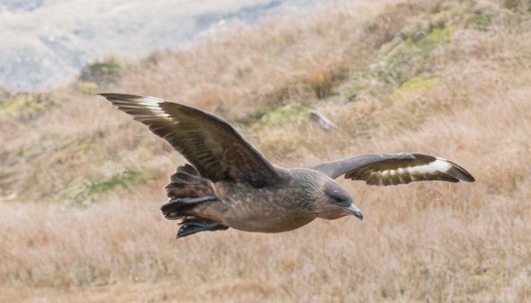 Chilean Skua - ML644592382