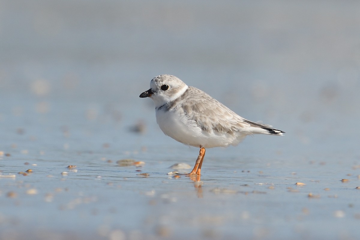 Piping Plover - ML644592391
