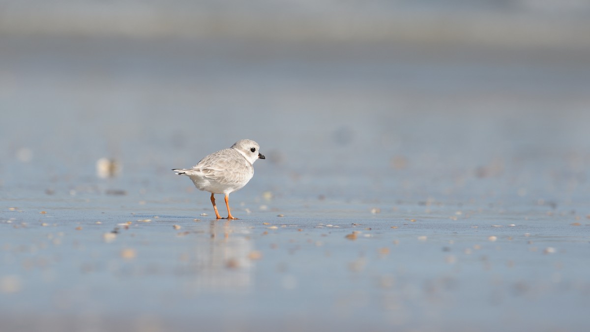Piping Plover - ML644592392