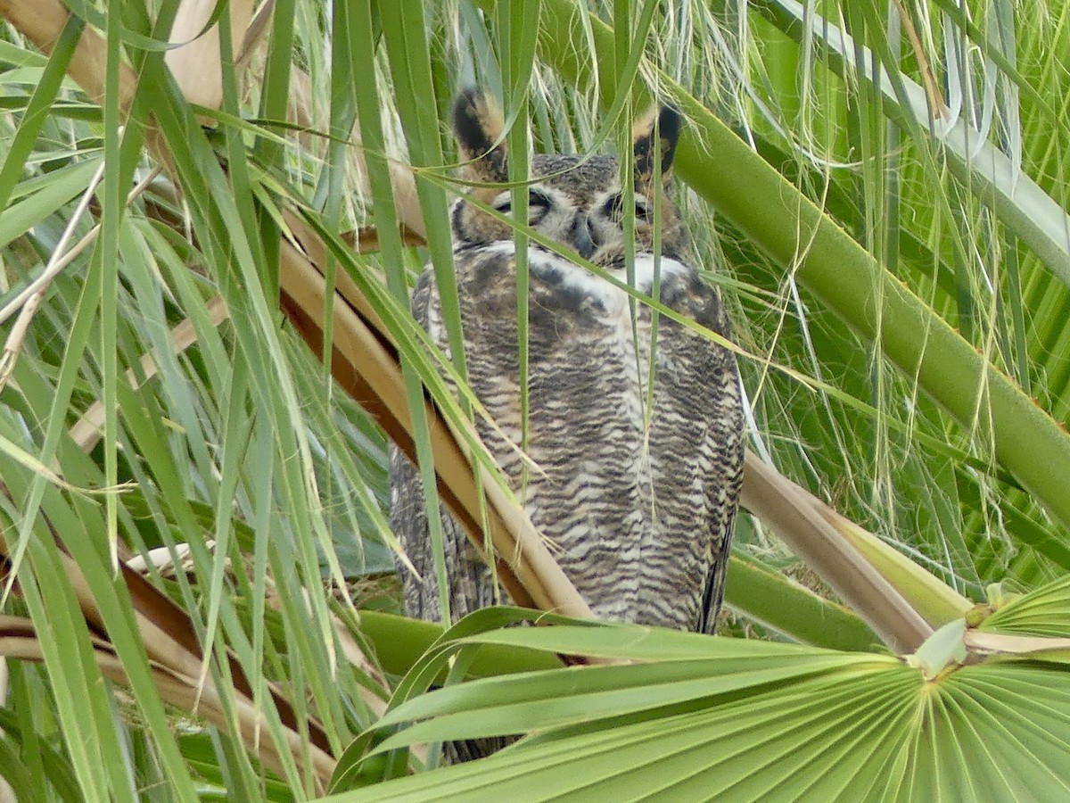 Búho Americano - ML644592393