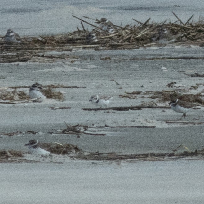 Snowy Plover - ML644592394