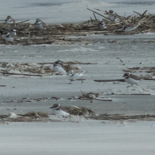 Snowy Plover - ML644592395