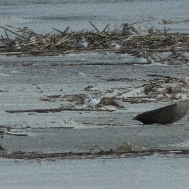 Snowy Plover - ML644592396