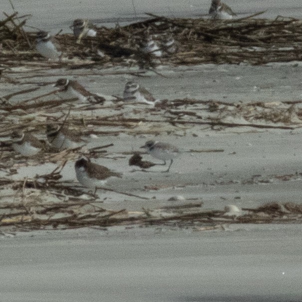 Snowy Plover - ML644592397