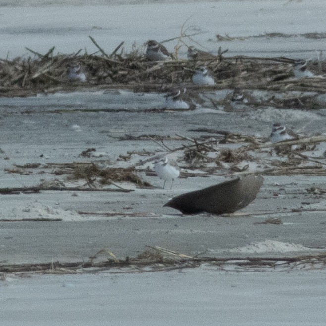 Snowy Plover - ML644592398