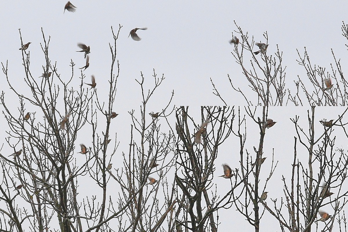 Redwing (Eurasian) - ML644592401