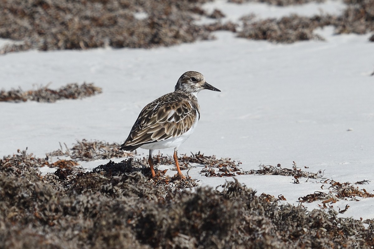 ארנריה אדמונית - ML644592402