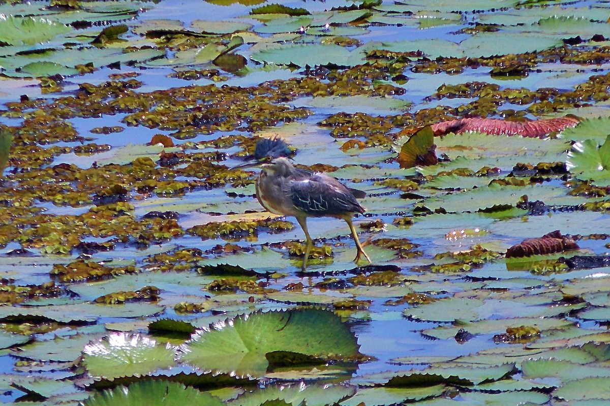 Striated Heron - ML644592403