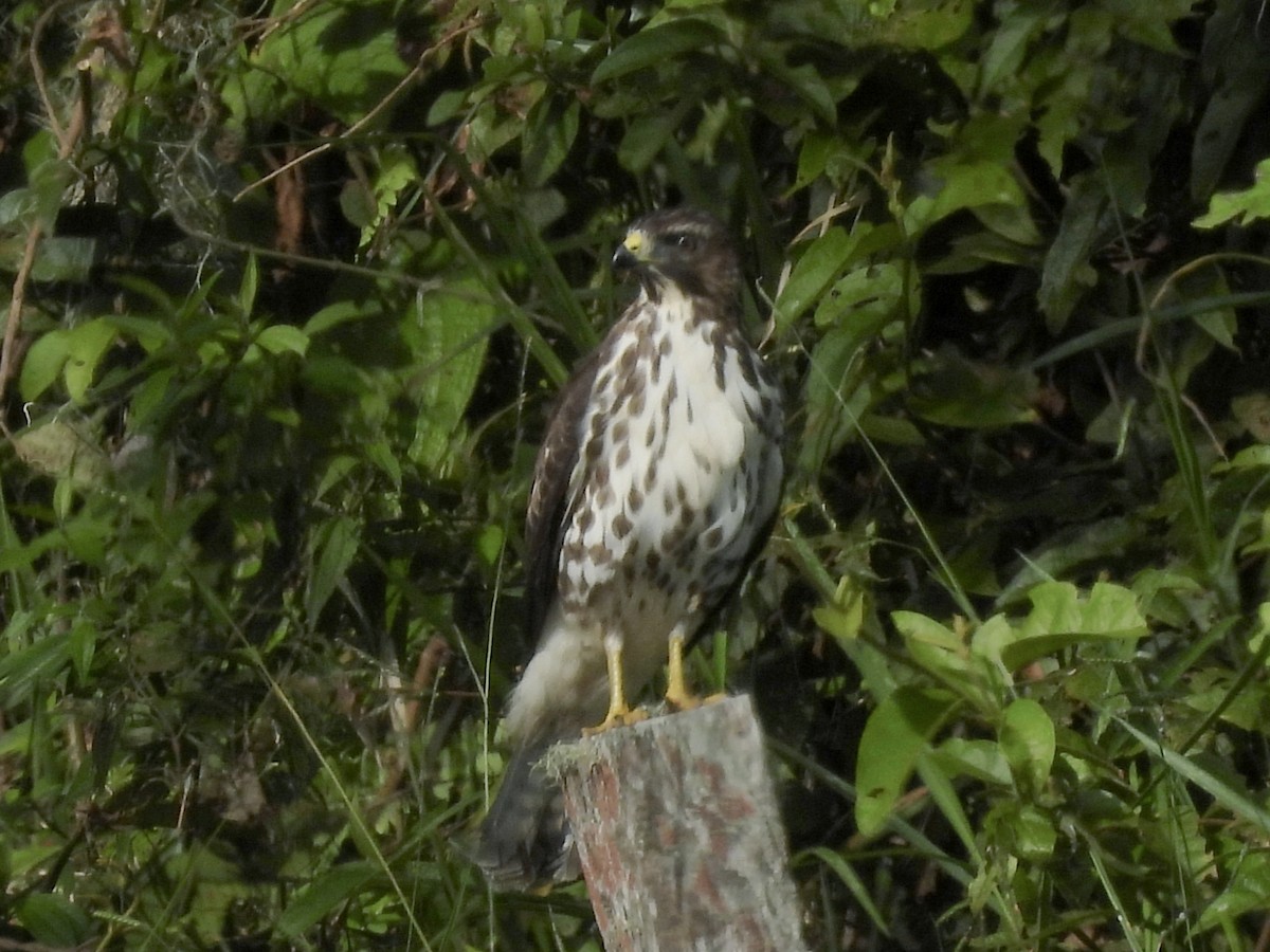 káně širokokřídlá - ML644592422