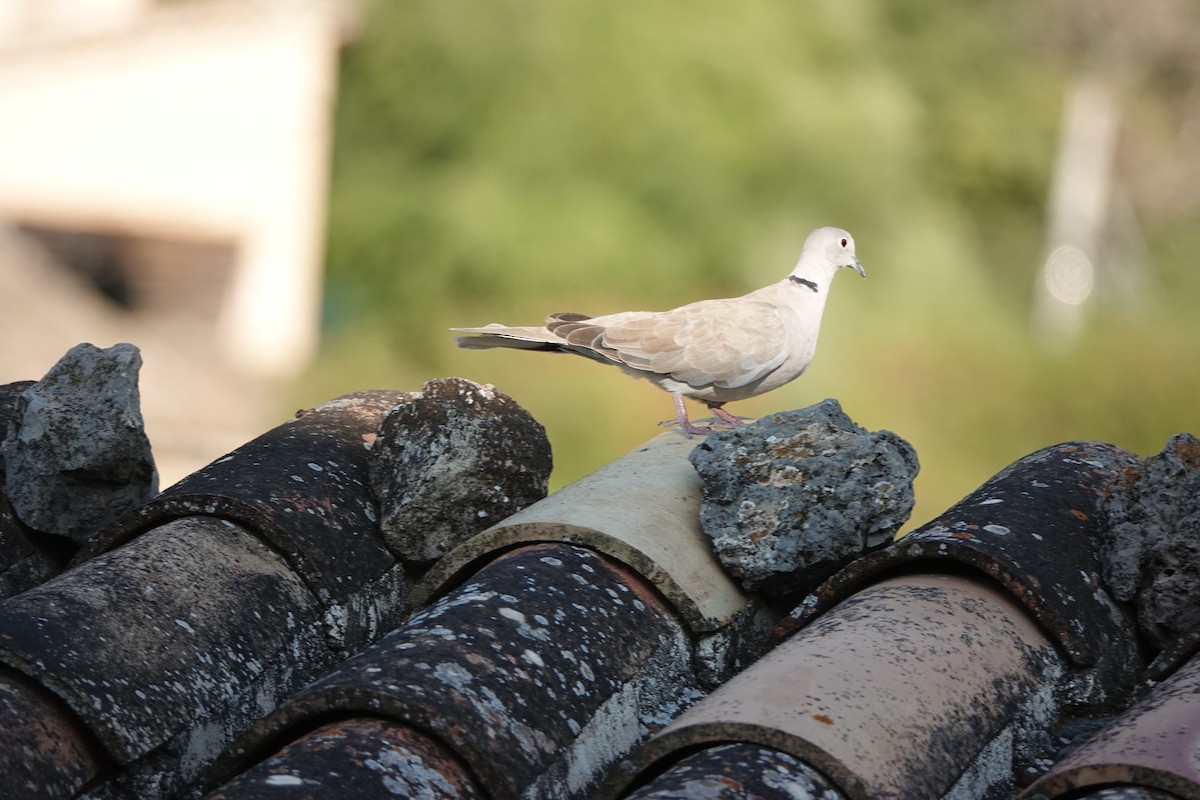 Eurasian Collared-Dove - ML644592430
