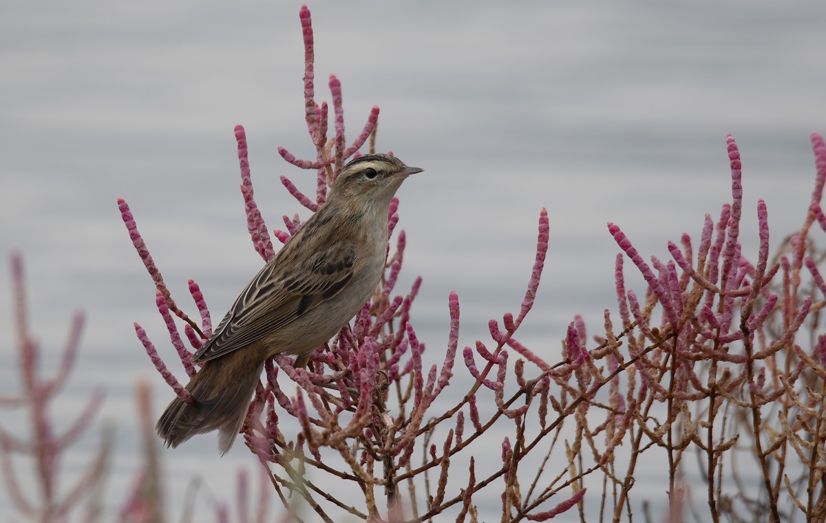Sedge Warbler - ML644592435