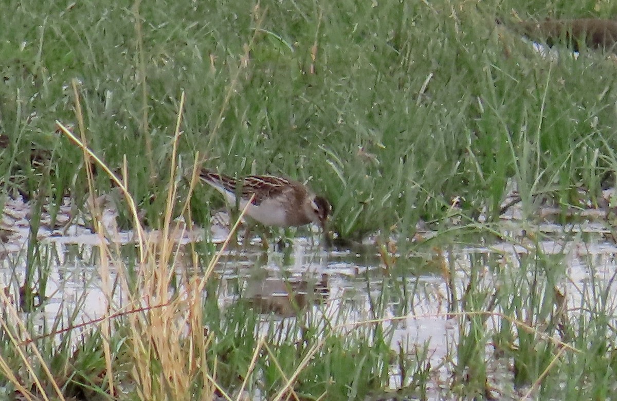 Pectoral Sandpiper - ML644592446