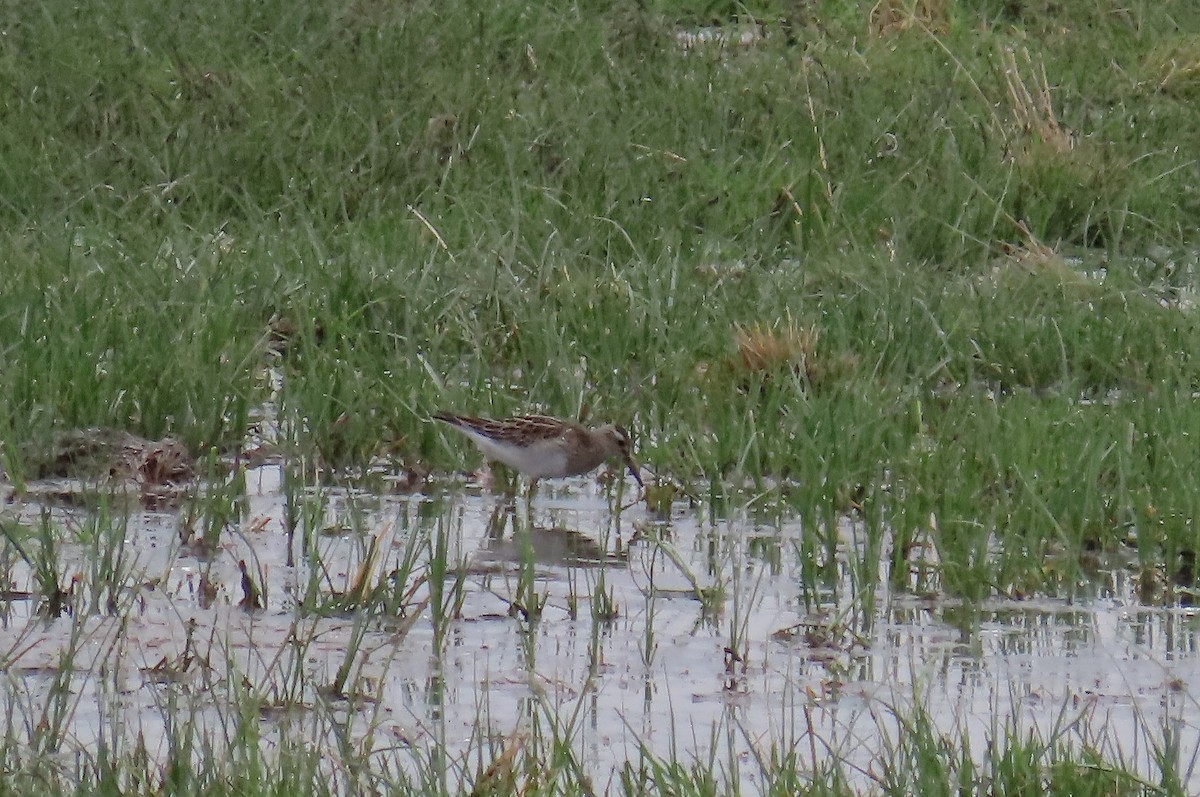 Pectoral Sandpiper - ML644592447
