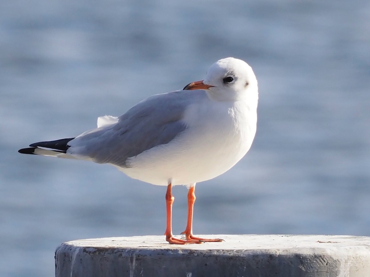 Black-headed Gull - ML644592449