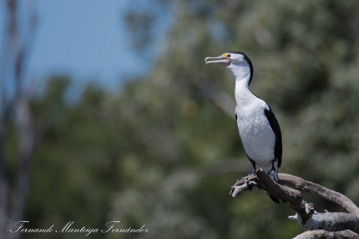 australskarv - ML644592455