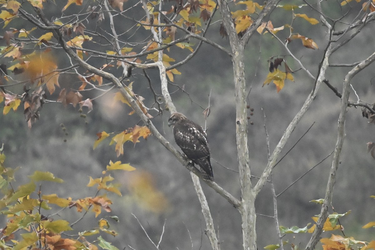 Канюк неоарктичний - ML644592463