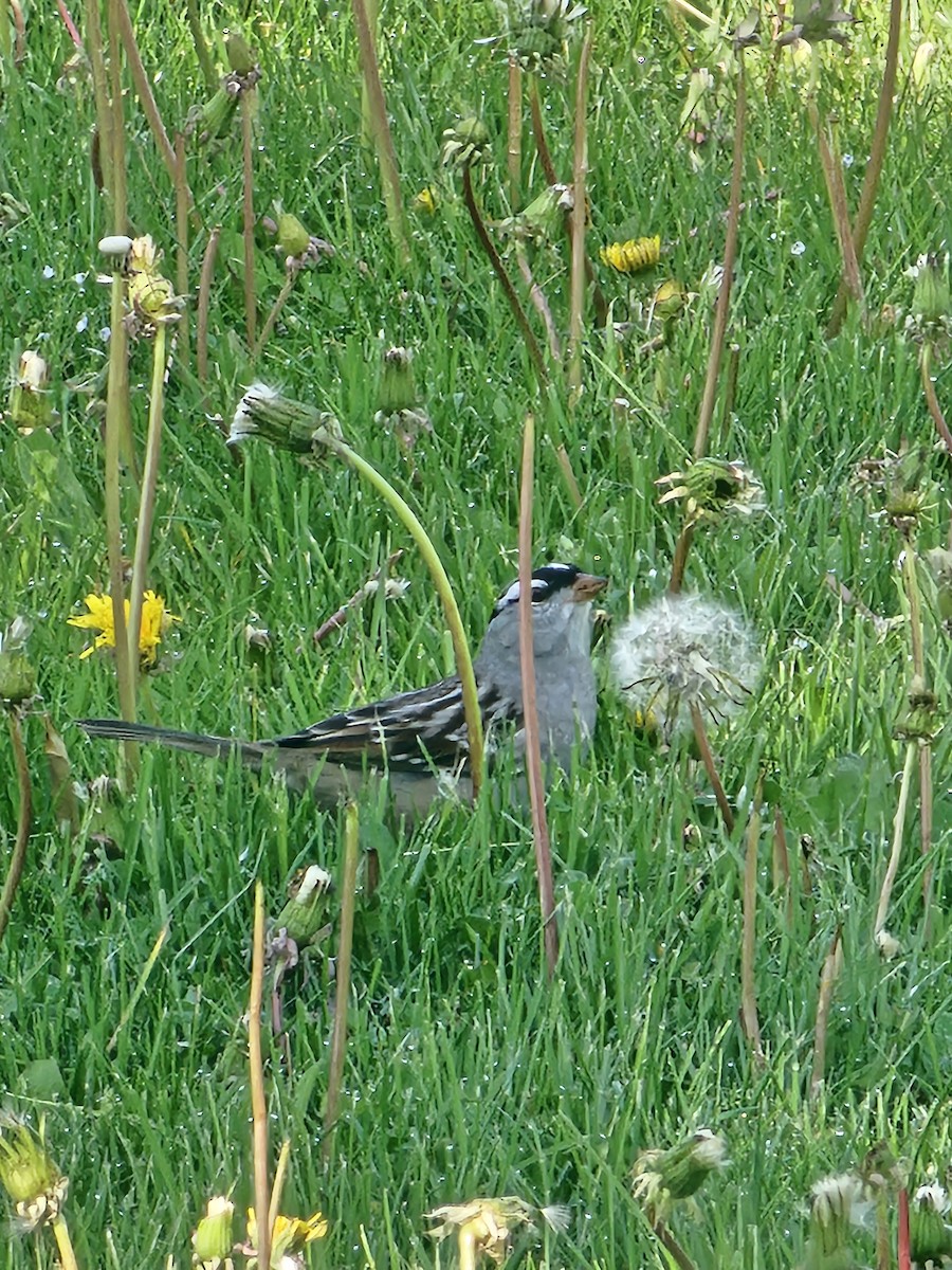 White-crowned Sparrow - ML644592467