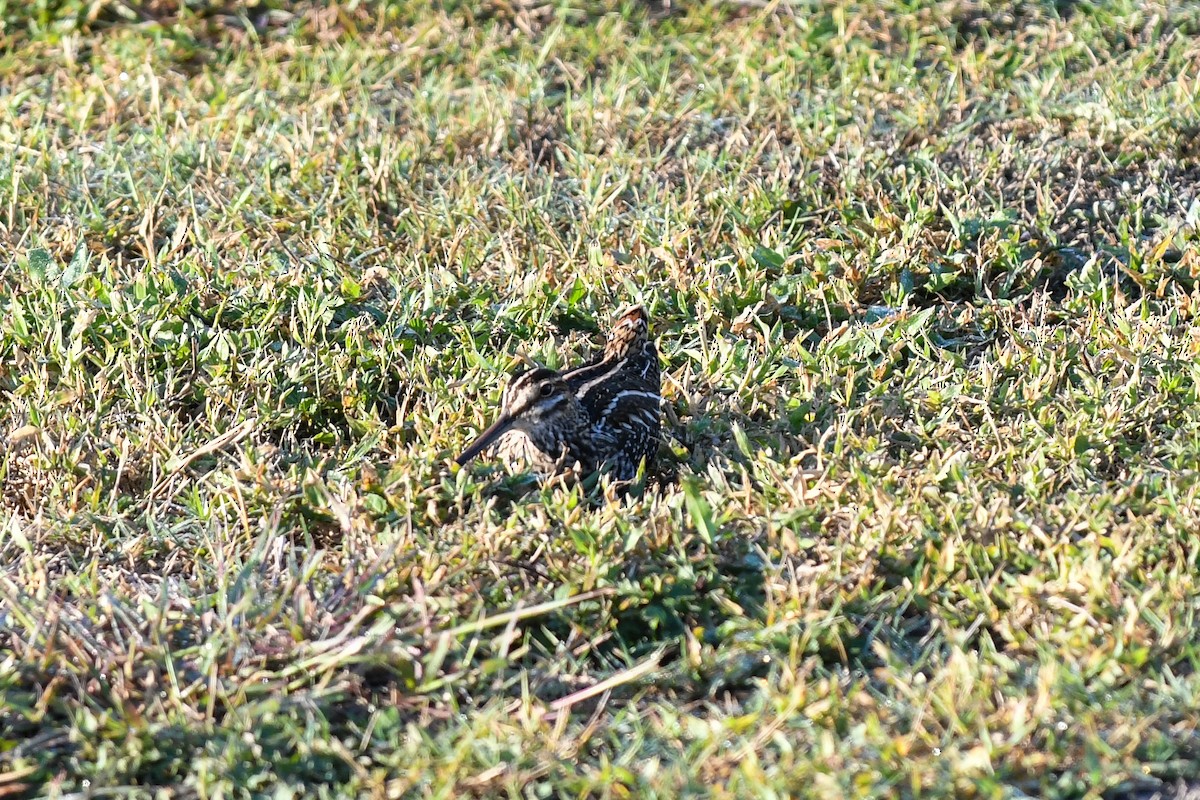Wilson's Snipe - ML644592475