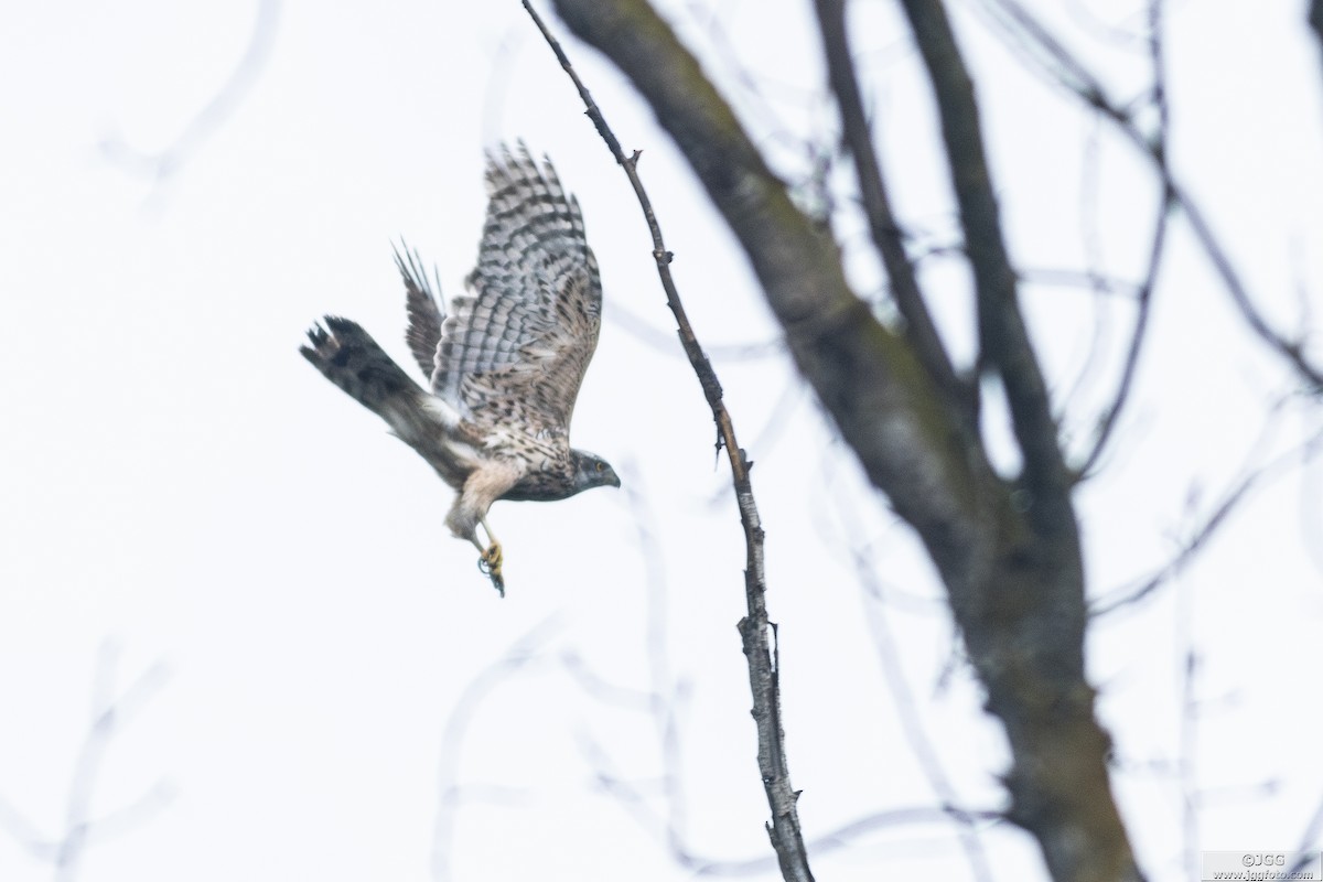 Яструб великий - ML644592478