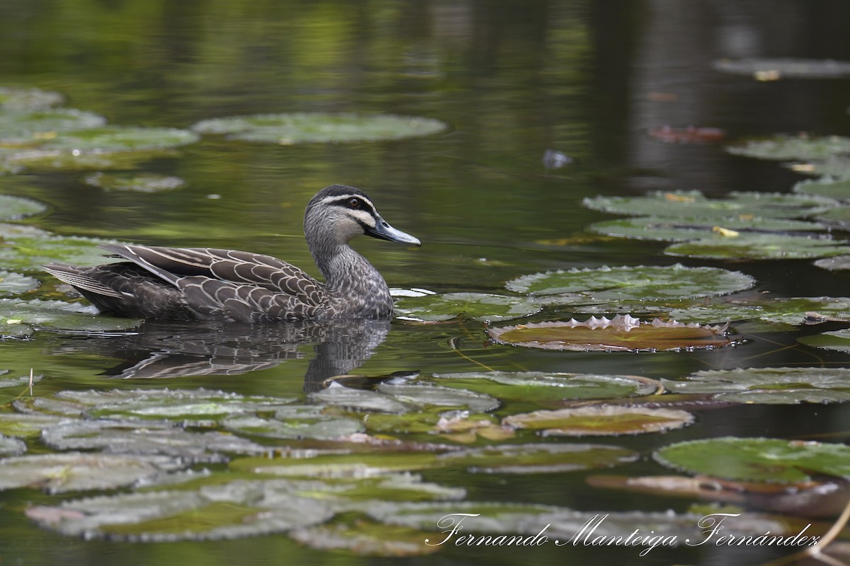 stripeand - ML644592480