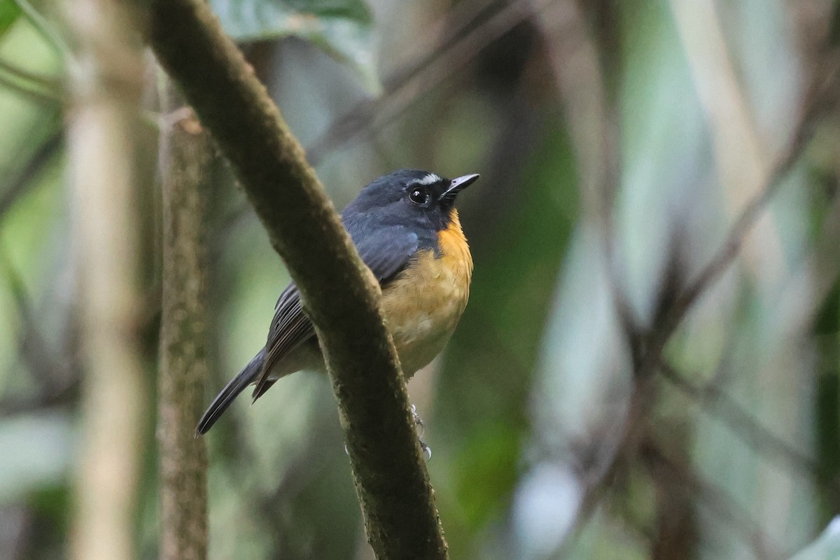 aurorafluesnapper - ML644592482