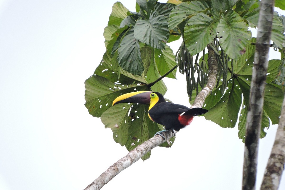 Choco Toucan - ML644592485