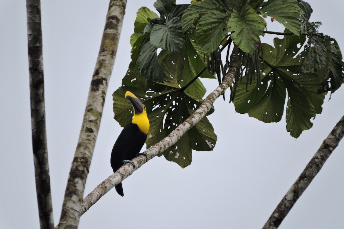 Choco Toucan - ML644592486