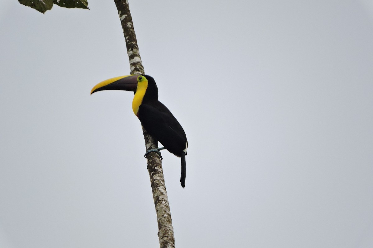 Choco Toucan - ML644592488