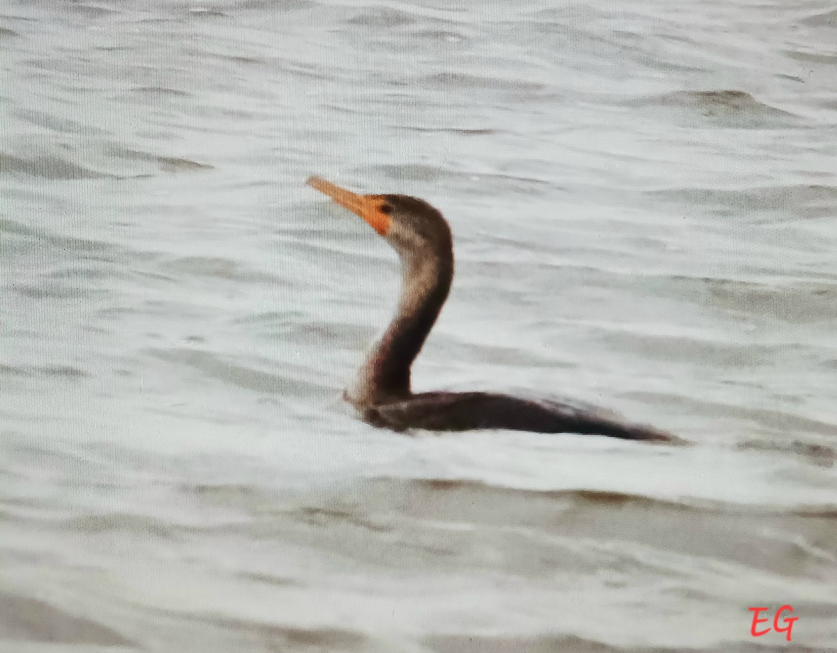 Cormoran à aigrettes - ML644592489