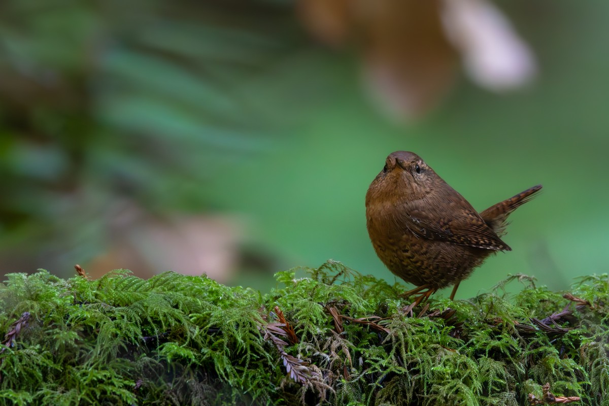 Troglodyte de Baird - ML644592490