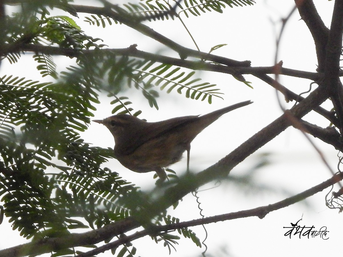 Pouillot brun - ML644592504