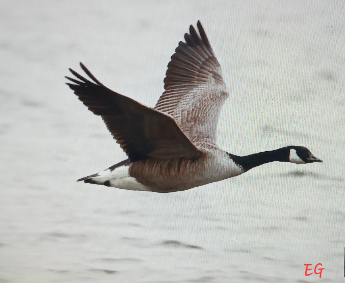 Bernache du Canada - ML644592505