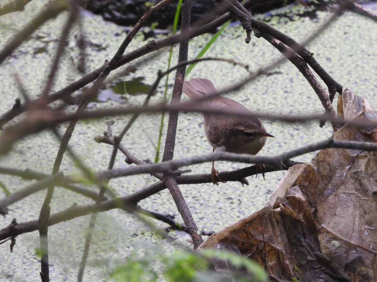 Pouillot brun - ML644592506