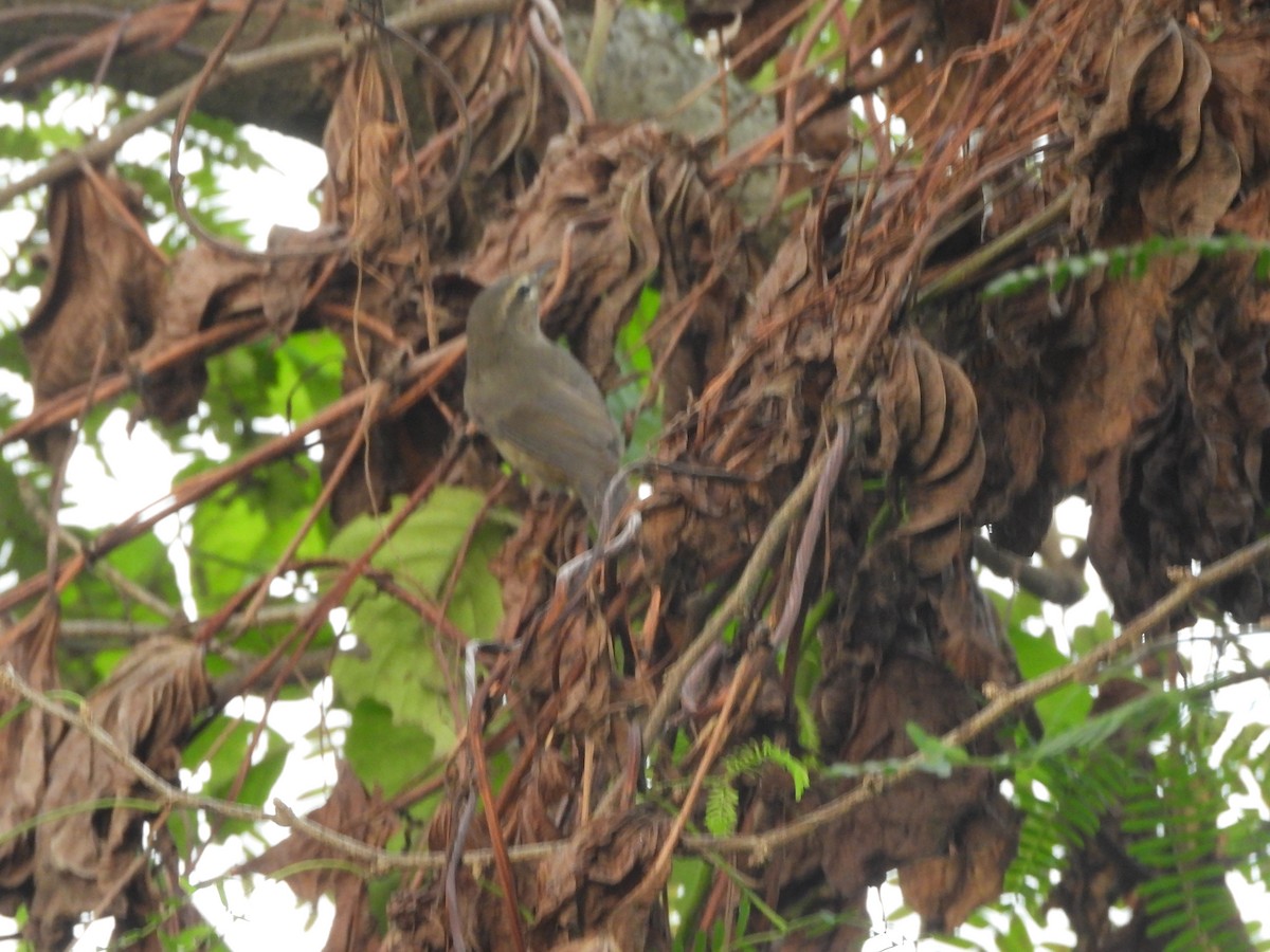 Pouillot brun - ML644592507