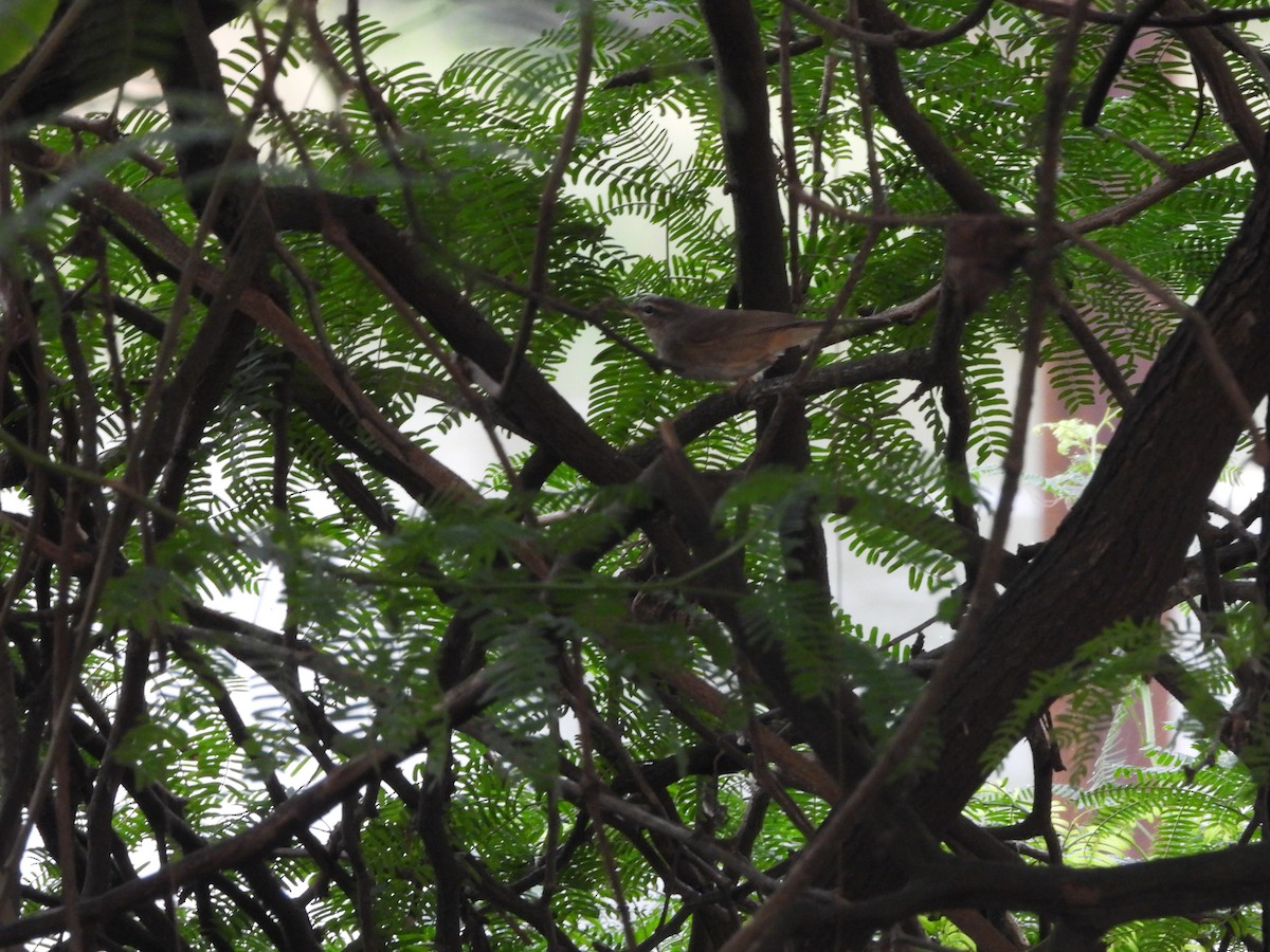 Pouillot brun - ML644592509